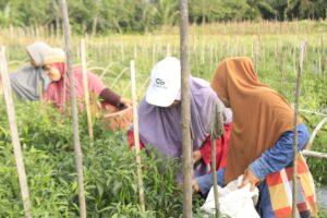 Harga Pupuk Kimia Mahal, LDII Melawi Ajak Petani Beralih ke Pupuk Hayati Bakteri