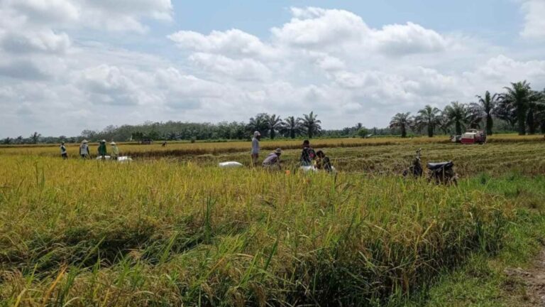 Warga LDII Dharmasraya Panen Padi Gotong Royong, Perkuat Ketahanan Pangan dan Kemandirian Organisasi