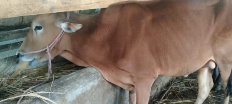 Bupati Bandung Berkurban Sapi untuk LDII, DPD LDII Ucapkan Terima Kasih dan Doa Berkah