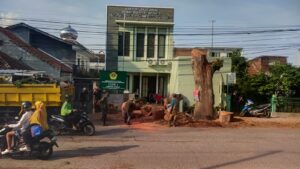 Warga Laswi Cipicung Baleendah Tebang Pohon Tua Demi Keselamatan Lingkungan